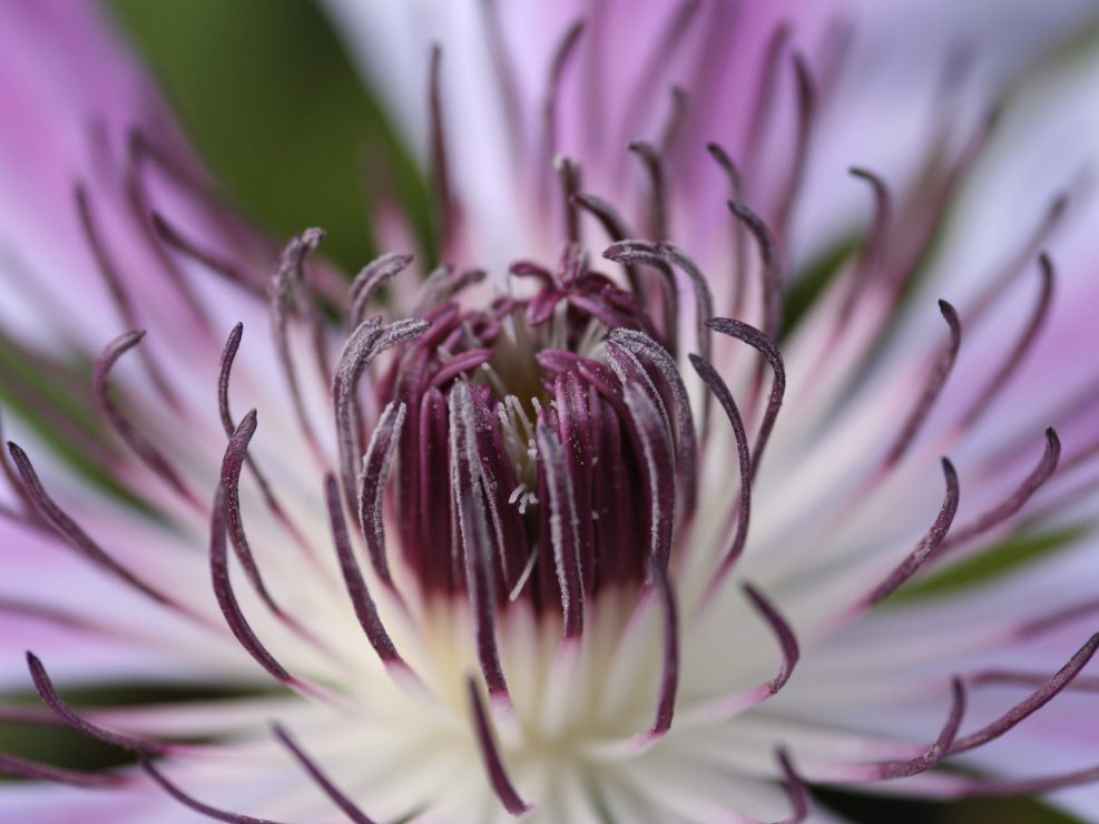 Fleur violet et blanc