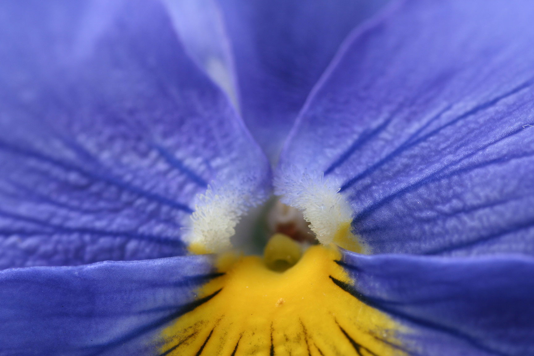 Orchidée bleu et jaune