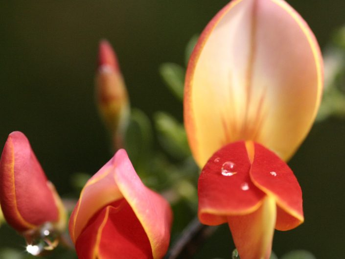 Bouton d'orchidée