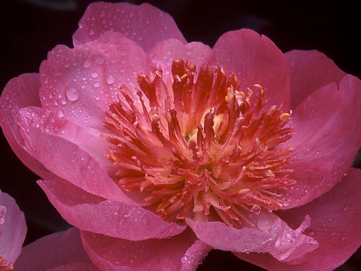 Fleur rose après la pluie