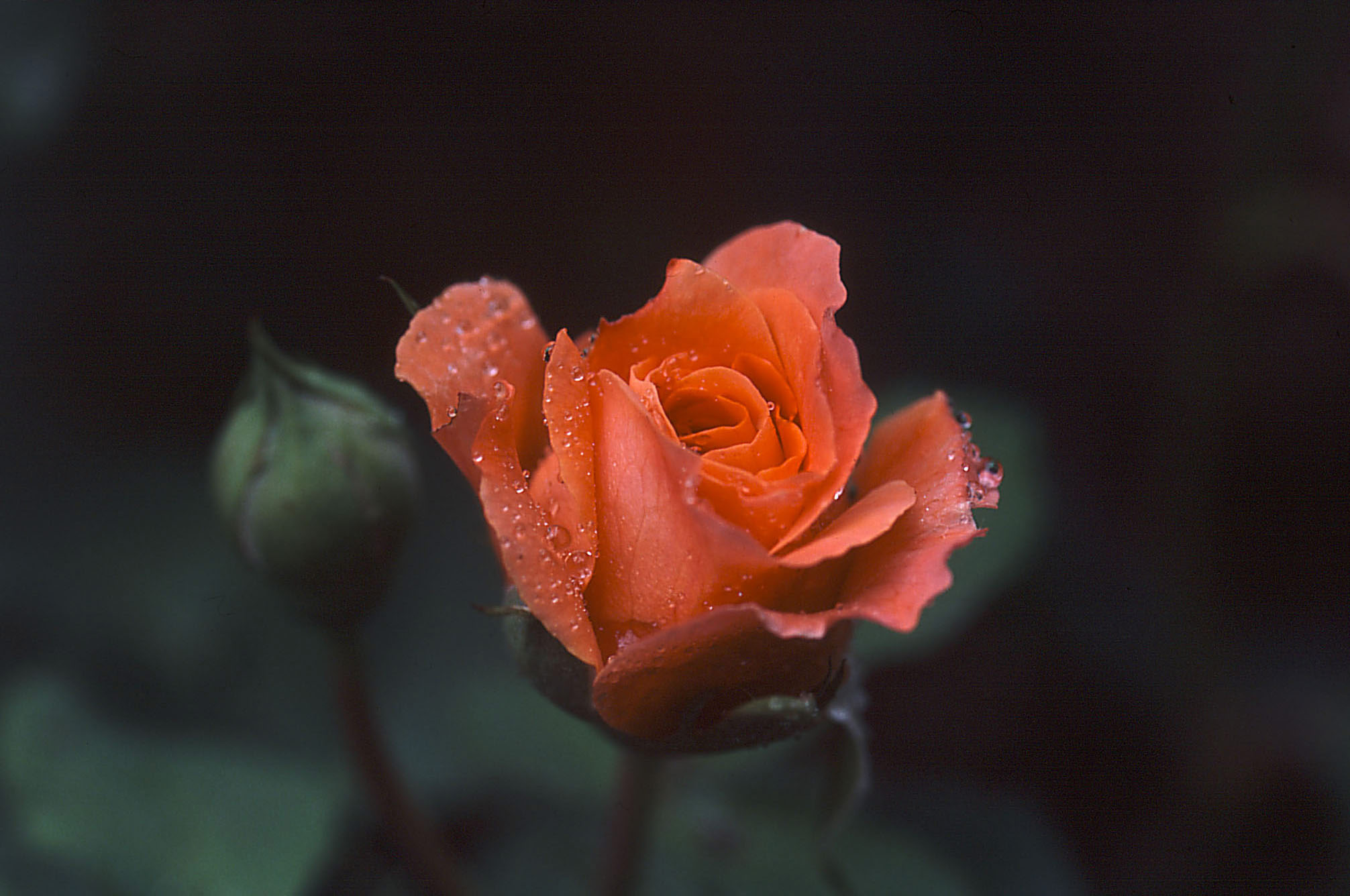 Rose et pluie